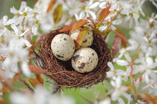 Nest in weeping pear tree