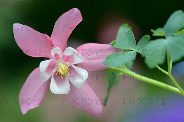 European Columbine or Granny's Nightcap