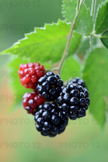 Blackberry