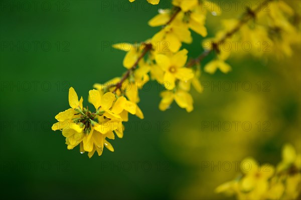 Forsythia