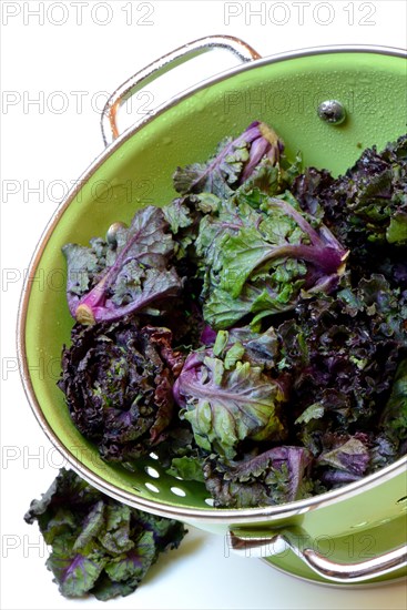 Flower Sprouts in sieve