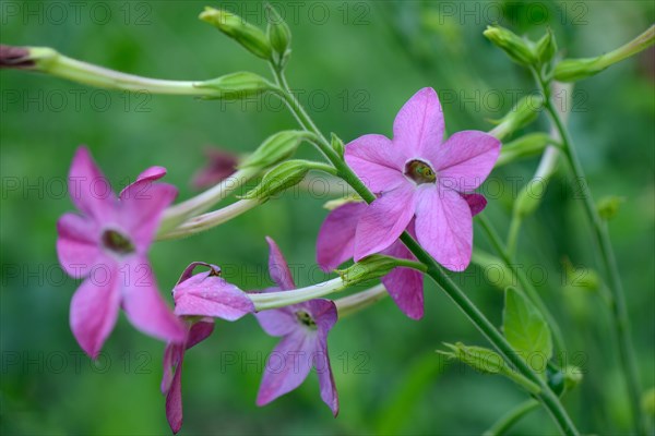 Ornamental tobacco