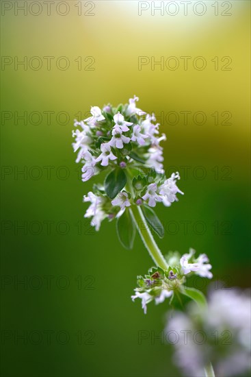 Silver thyme