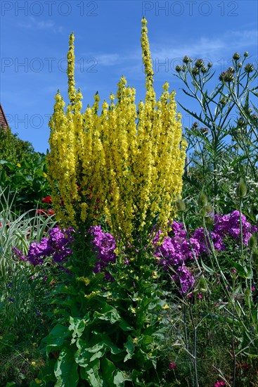 Mullein