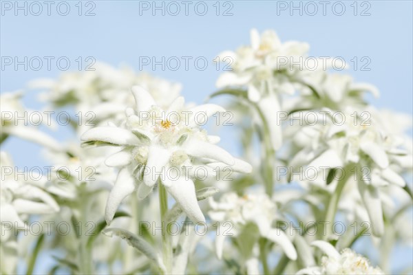 Alpine Edelweiss