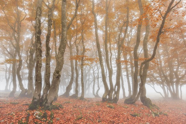 Beech forest in autumn