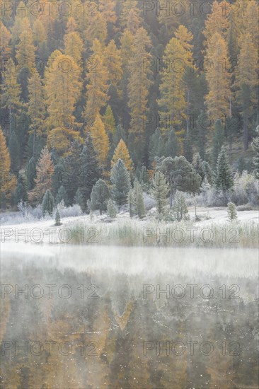 Larch and spruce forest on Lake Stazersee