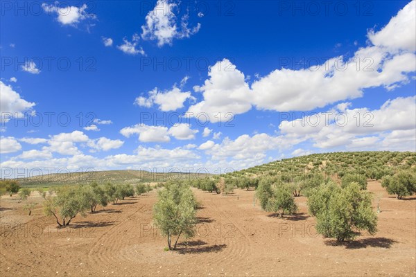 Olive groves along the A311