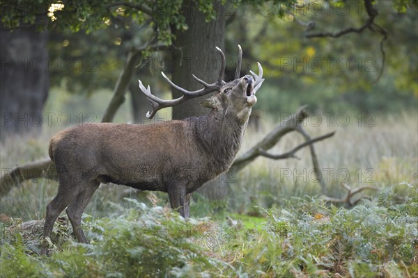 Red Deer or Hart