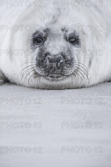 Grey seal