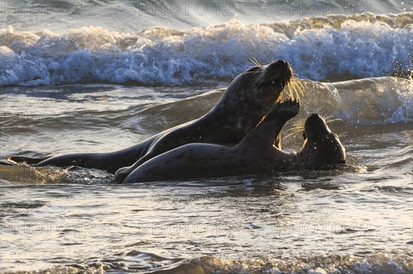 Grey seal