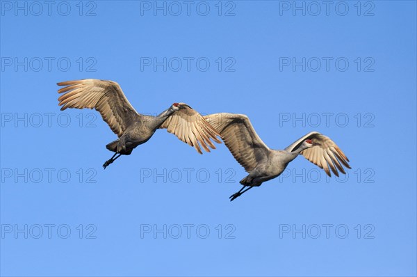 Sandhill crane