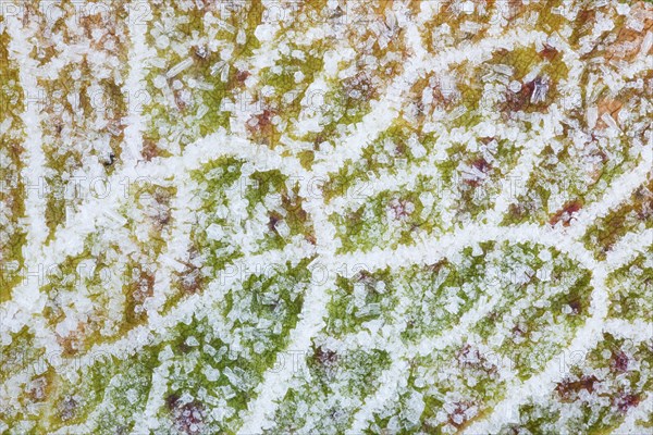 Detail of alpine amphora with hoarfrost