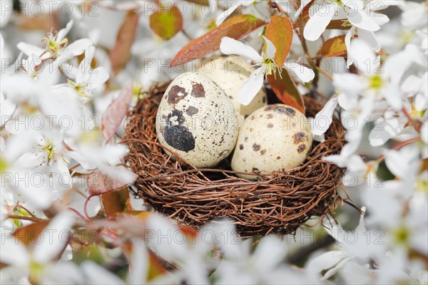 Nest in weeping pear tree