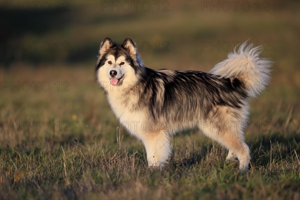 Alaskan Malamute