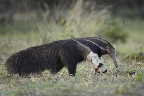 Giant anteater