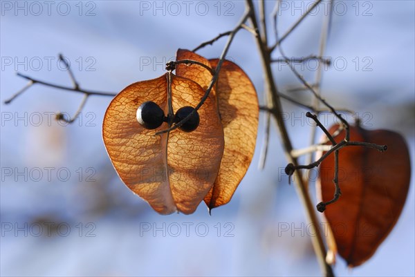 Rispy bubble tree