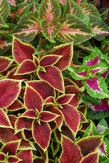 Coleus nettle