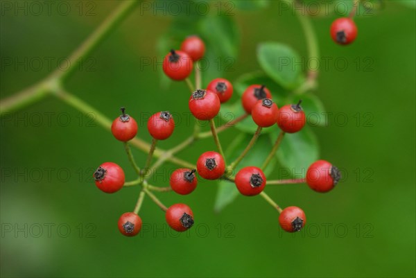 Rose hips of the multiflora rose