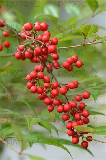 Heavenly Bamboo