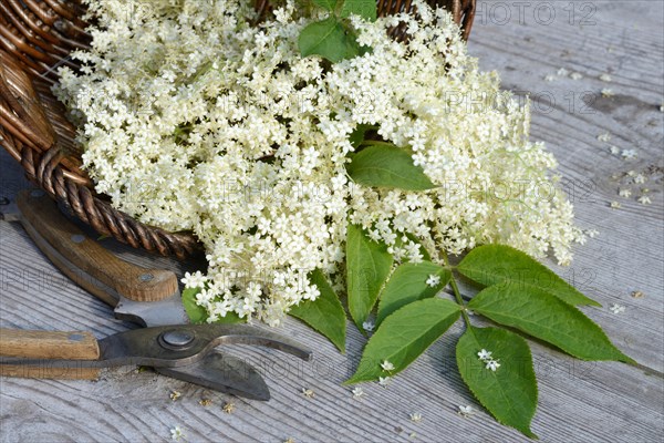 Elderflower in basket