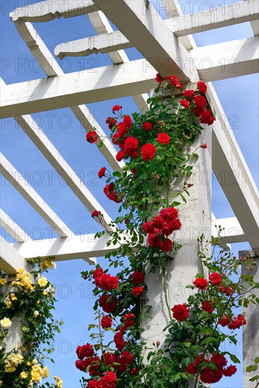 Climbing roses