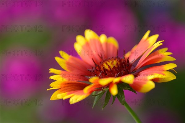 Cockade flower