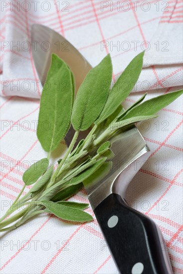 Sage sprig with knife