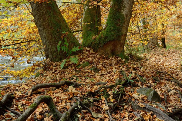 Beech in autumn