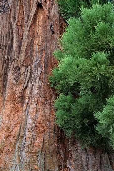 Giant sequoia