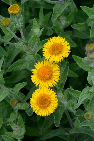 Large fleabane