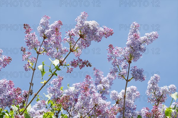 Common Common Lilac