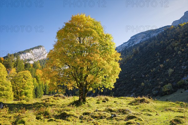 Mountain maple