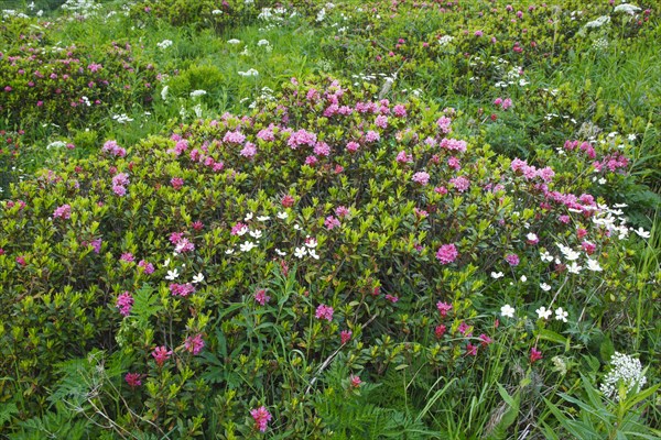 Rusty-leaved alpenrose