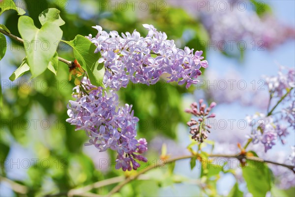 Common Common Lilac