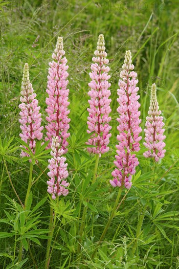 Multileaved lupin