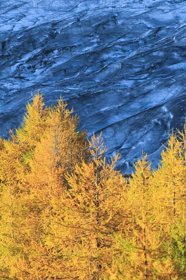 Aletsch glacier and larches