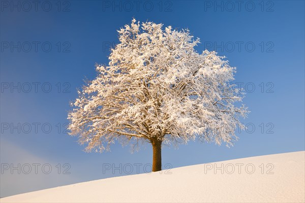 Lime tree in winter