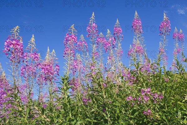 Narrow-leaved willowherb