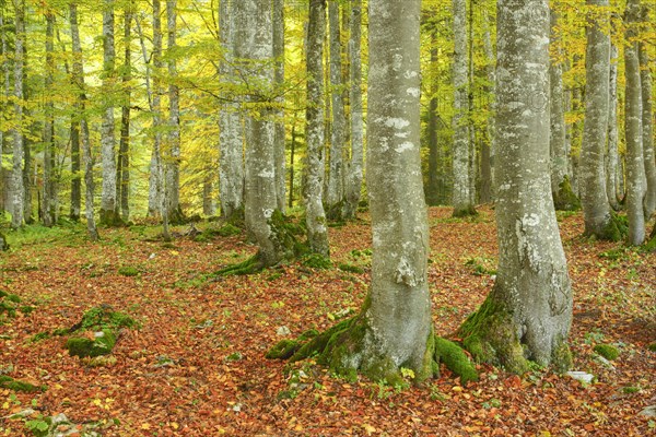 Beech forest in autumn