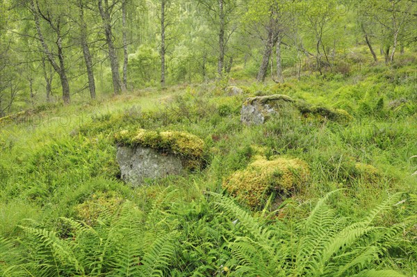 Birch forest