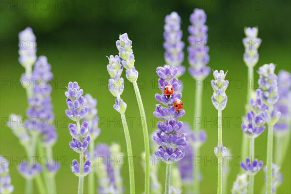 Two-spotted ladybird on lavender flower