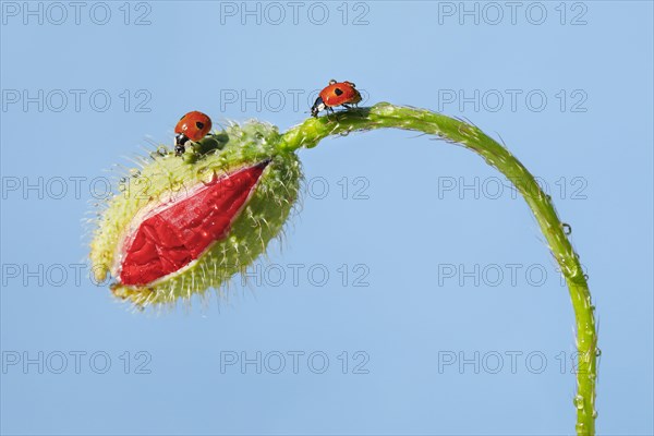 Two-spotted ladybird on poppy flower