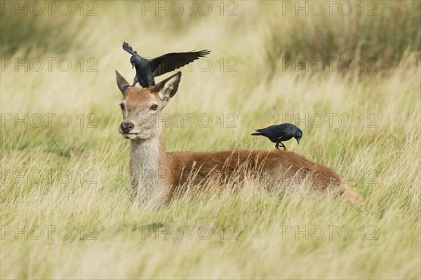 Red deer