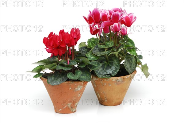 Cyclamen