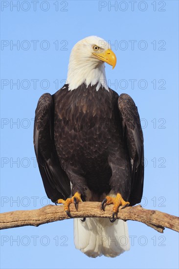 Bald eagle