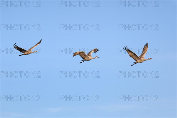 Sandhill crane