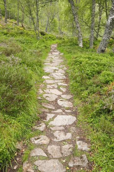 Footpath in birch forest