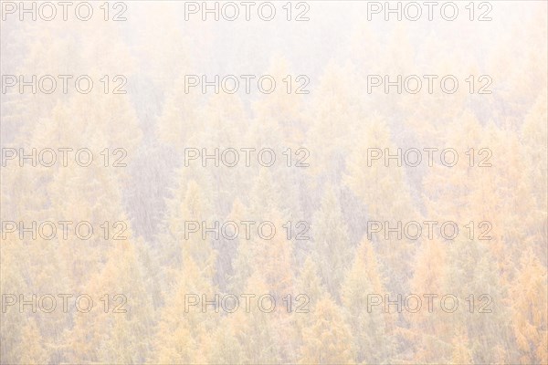 Larches