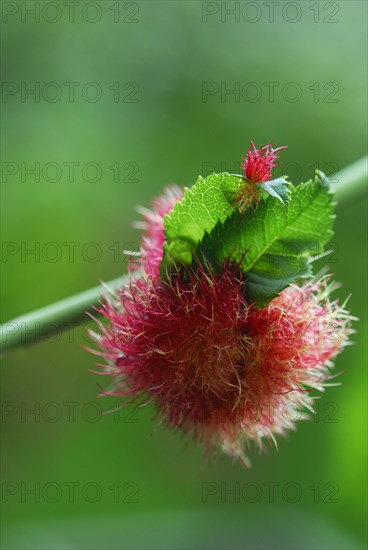 Mossyrose gall wasp